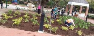 Plants potted with mulch
