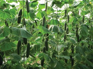 cucumbers