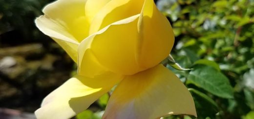 Two new sites will be blossoming forth from Matters of Interest