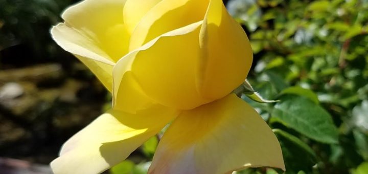 Two new sites will be blossoming forth from Matters of Interest